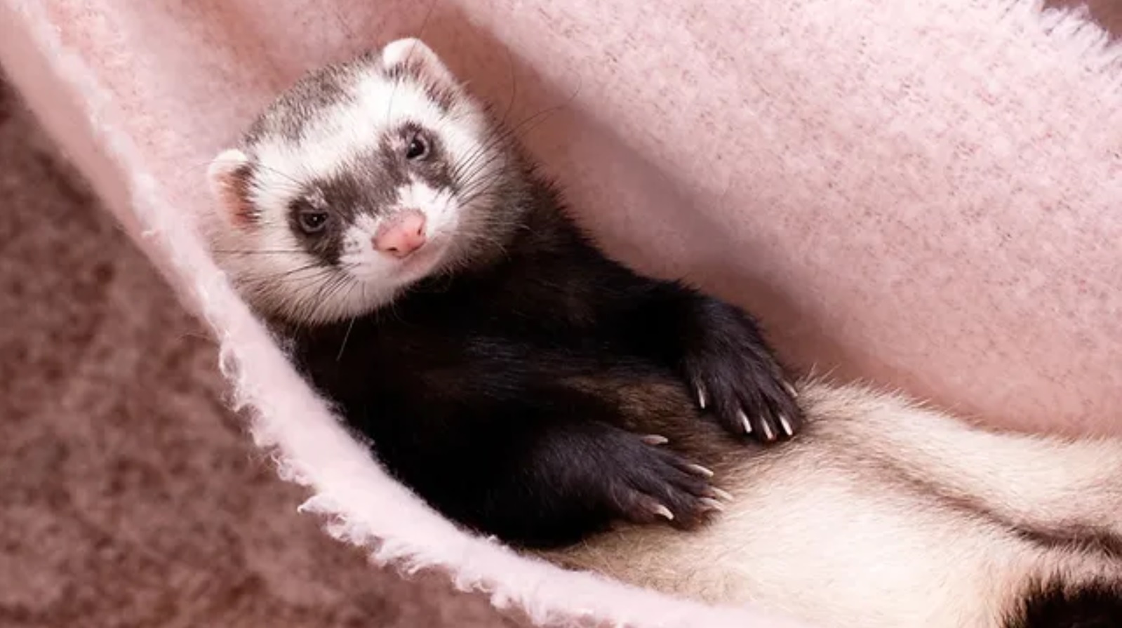 ferret